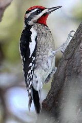 Red-naped Sapsucker
